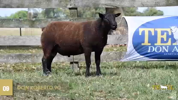 Lote Borregas, Cerro Largo