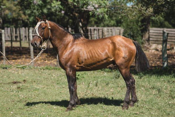 Lote AVISPERO MOJÓN