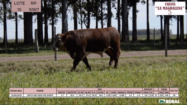 Lote Toros POLLED HEREFORD PI RP 9367 9553 9426