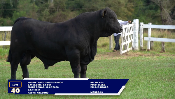 Lote LOTE 40