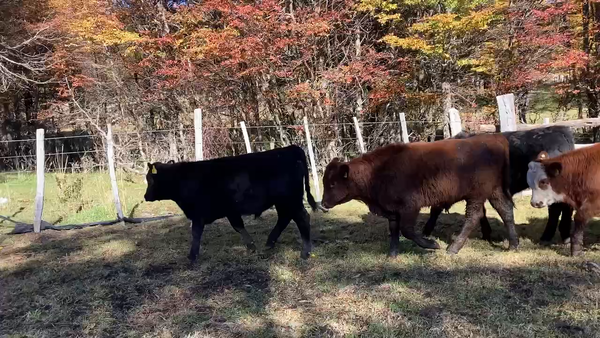 Lote 20 Ternero en Coyhaique, XI Región Aysén