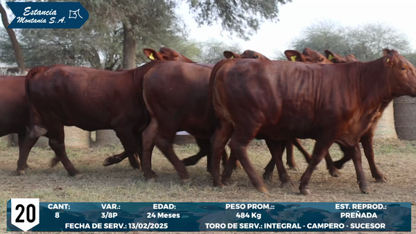 Lote LOTE 20