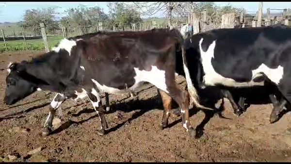 Lote 3 vaquillonas kiwi