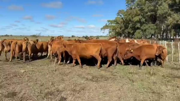 Lote 35 Vacas CUT preñadas