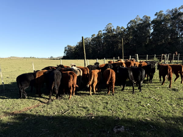 Lote Terneros y terneras
