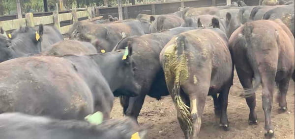 Lote 45 Novillo Engorda en Río Bueno, XIV Región Los Ríos