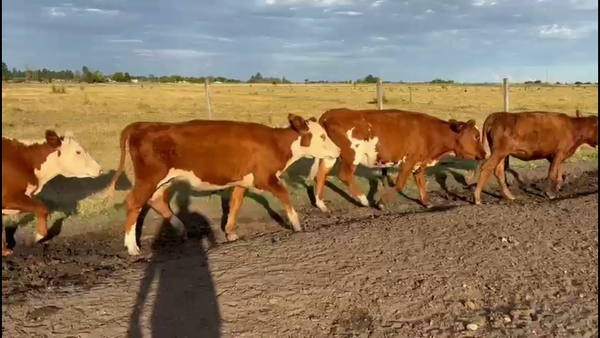 Lote VAQUILLONAS 1 A 2 AÑOS