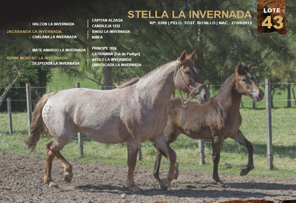 Lote STELLA LA INVERNADA