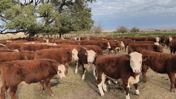 Lote 242 Novillitos en Entre Ríos, San Salvador