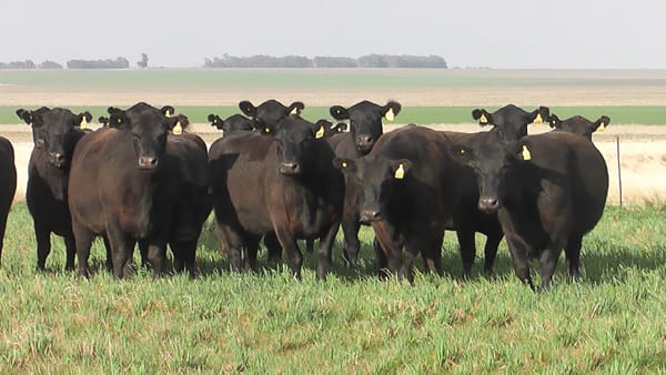 Lote VACAS  ANGUS NEGRAS   P. CONTROLADAS C/ GTIA DE PREÑEZ PARICION OTOÑO