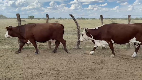 Lote 33 Vaca Consumo en Corrientes, Curuzú-Cuatiá