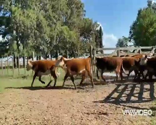 Lote 33 Terneros/as en Navarro, Buenos Aires