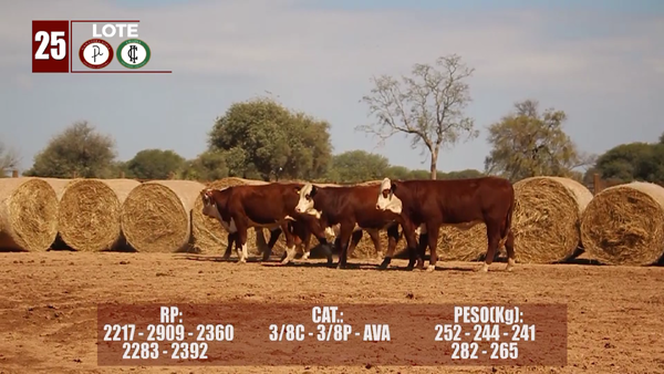Lote Lote 25