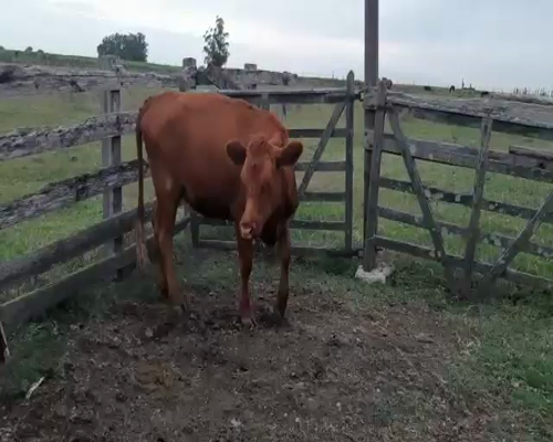 Lote 4 Vaquillonas 1 a 2 años CRUZAS 350kg - , San José