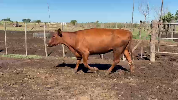 Lote 28 Vacas C/ gtia de preñez