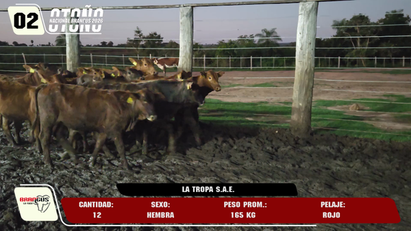 Lote LOTE 2