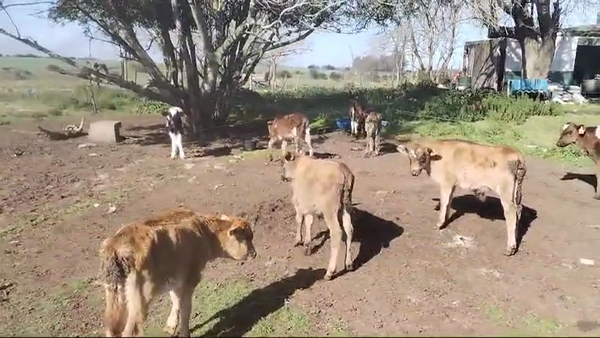 Lote (Vendido)10 Terneros JERSEY 50kg -  en LIBERTAD