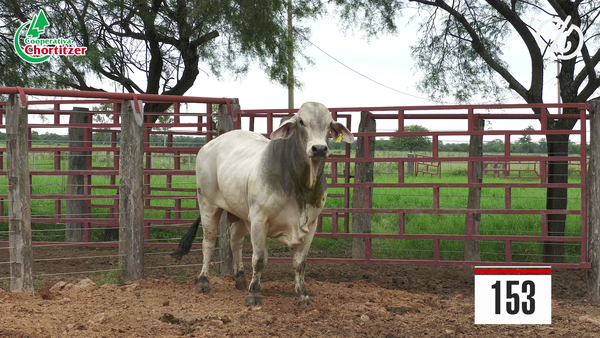 Lote Brahman