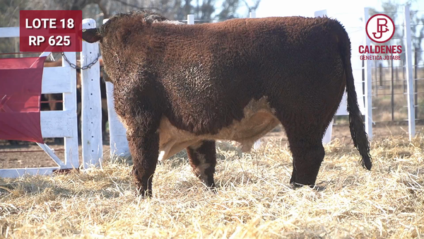 Lote Toro PR