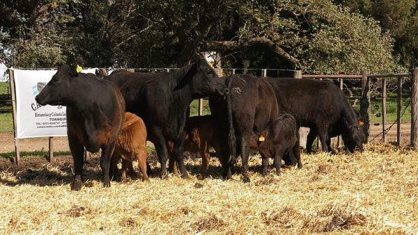 Lote VAQUILLONAS GENERALES