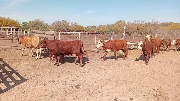 Lote 60 Terneros/as Braford y sus cruzas en Cululú, Santa Fe