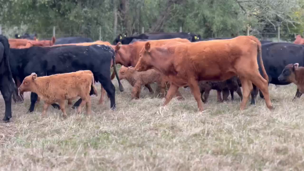 Lote 44 AL CTE (NUEVAS)