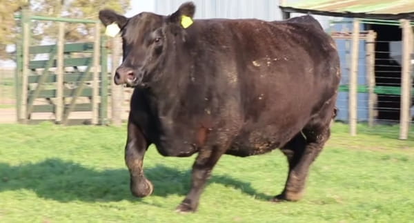 Lote VAQUILLONAS CON CRIA SANTA ROSA