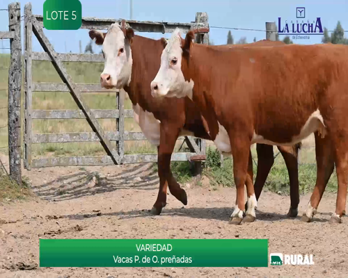 Lote VACAS PREÑADAS