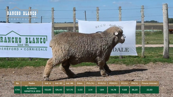 Lote CARNEROS 2 DTES.