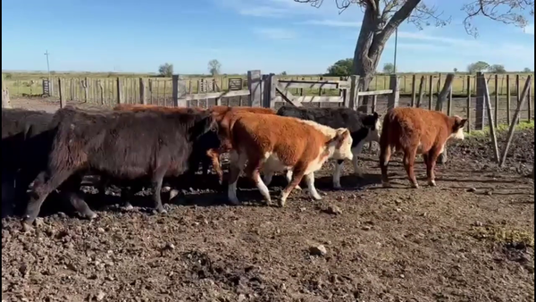 Lote TERNEROS Y TERNERAS