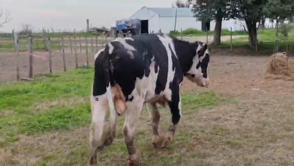 Lote Toros 600kg - , San José