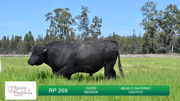 Lote TOROS RINCON DE PARDAVILLA