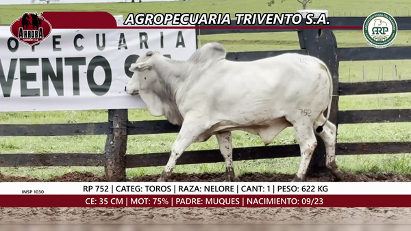 Lote TORO