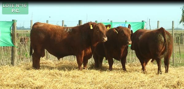 Lote TOROS PUROS CONTROLADOS