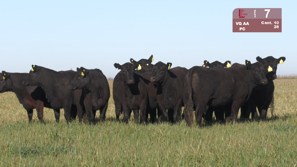 Lote VAQUILLONAS ANGUS NEGRAS PURAS CONTROLADAS C/GTÍA DE PREÑEZ