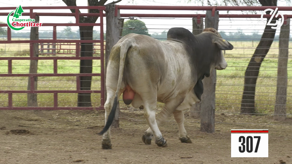 Lote Brahman