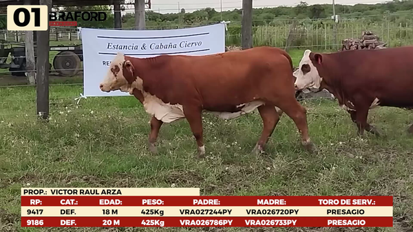Lote LOTE 1