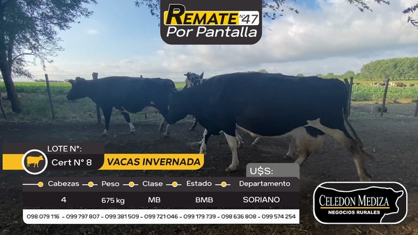 Lote 4 Vaca en Otra Localidad, Soriano
