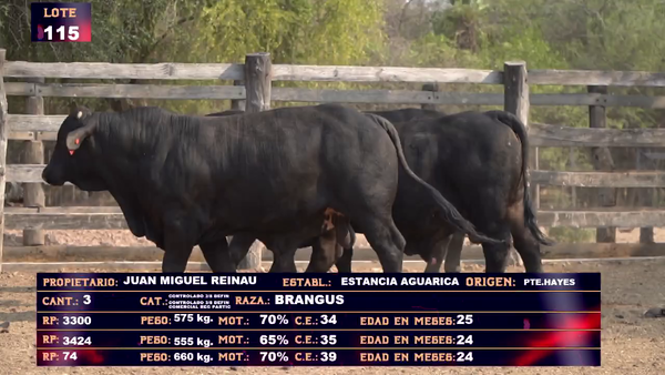 Lote JUAN MIGUEL REINAU- LOTE 115 -