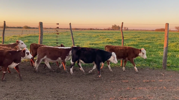 Lote 47 Terneras Brafors y sus cruzas en Humberto 1º, Santa Fe