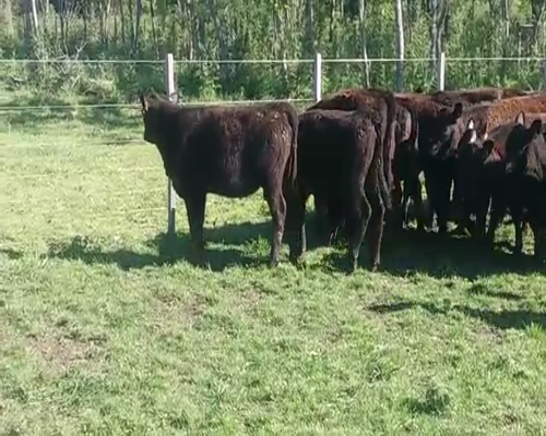 Lote 22 Terneras AA 200kg -  en COSTAS DEL ROSARIO
