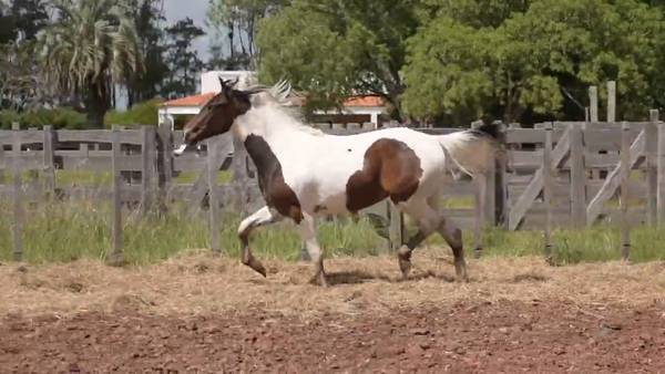 Lote Hembra 2 años ojos azules