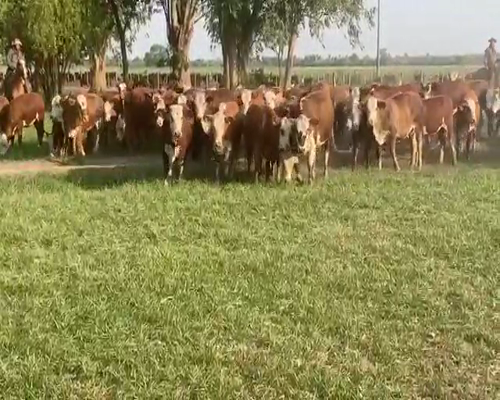 Lote 100 Terneras en Gral. San Martín, Chaco