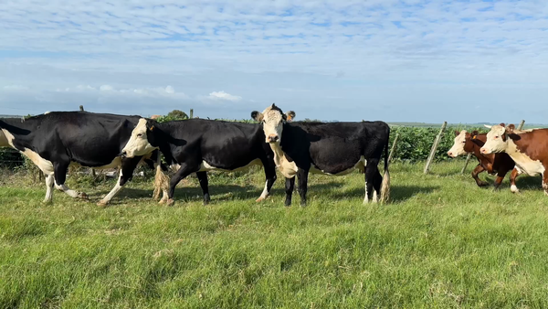 Lote VACA DE INVERNADA