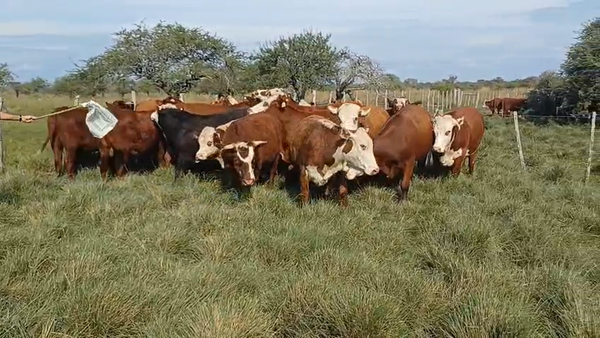 Lote 20 Novillos en Corrientes, Curuzu Cuatia