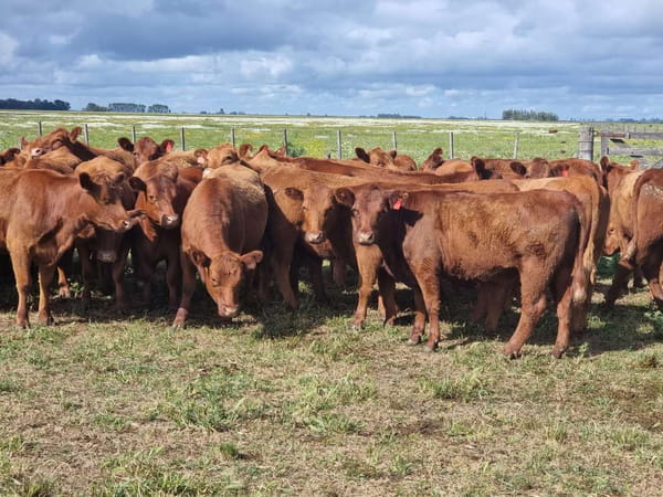 Lote 40 Vaquillonas P/ entorar en Olavarría, Buenos Aires