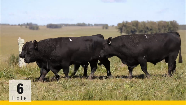 Lote (Vendido)Toros, Montevideo