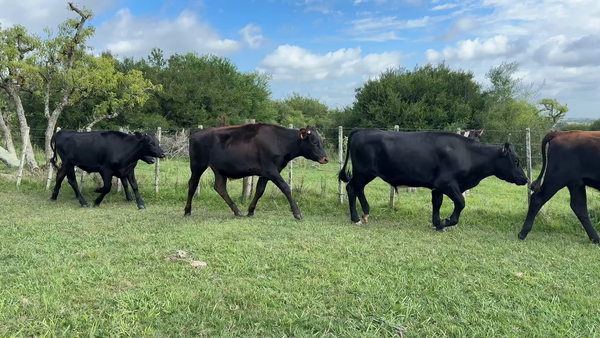 Lote NOVILLOS 1 a 2 AÑOS