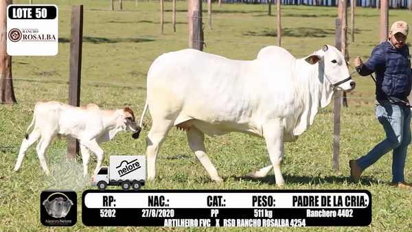 Lote LOTE 50 A BOZAL - RP 5202