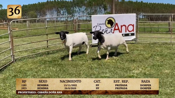 Lote LOTE 36